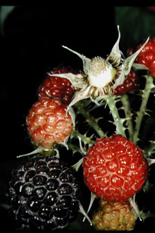 Aggregate fruits are formed from more than one ovary from a single flower. Each raspberry here is an aggregate of druplets [Rosaceae]